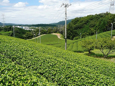 茶畑