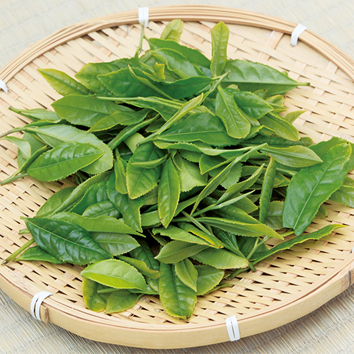 【2025年05月07日以降発送予定】宇治新茶　はしり