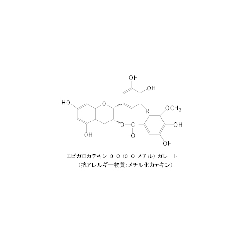 粉末緑茶  べにふうき