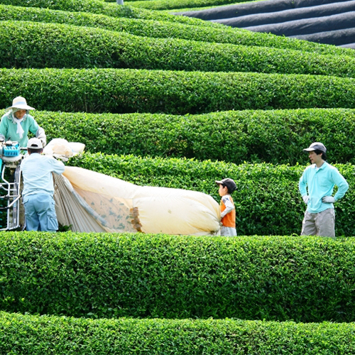 【2024年5月10日～12日着】母の日用　宇治新茶ギフト　2袋入(ゆうパケット送料込み)