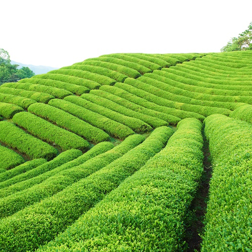 【2025年5月10日頃発送予定】宇治　深蒸し新茶