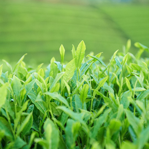 【2025年5月05日頃発送予定】新茶セット-1