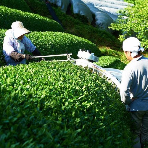 【2025年5月05日頃発送予定】新茶セット-1